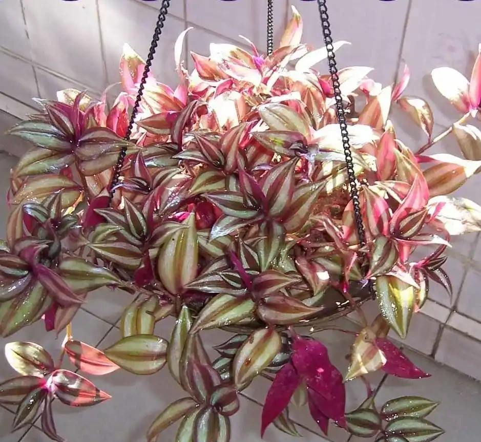 封閉陽臺養花難?這4種耐陰盆栽,不見太陽也能長得旺