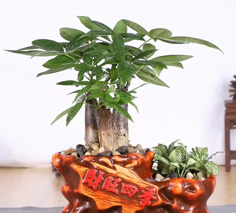 提升幸福感!室內盆栽推薦,顏值高、好養活,裝飾性拉滿