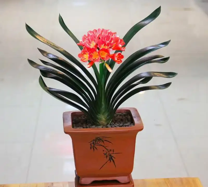 提升幸福感!室內盆栽推薦,顏值高、好養活,裝飾性拉滿