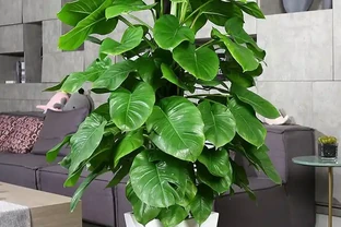 提升幸福感！室內盆栽推薦，顏值高、好養活，裝飾性拉滿