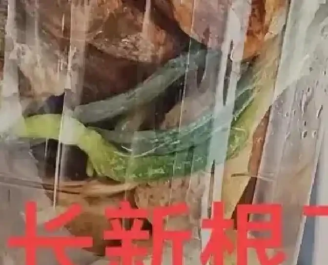 蝴蝶蘭窮養滿盆訣竅:石頭+半水耕,7天服介質,半個月長出白玉根!