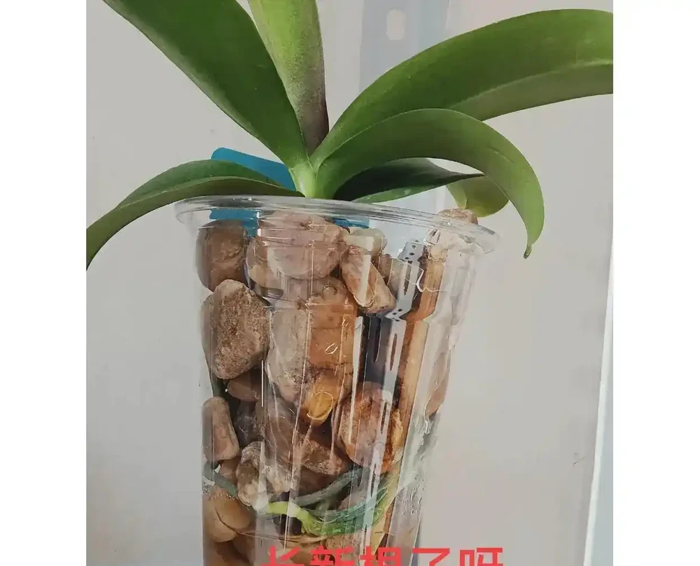 蝴蝶蘭窮養滿盆訣竅:石頭+半水耕,7天服介質,半個月長出白玉根!