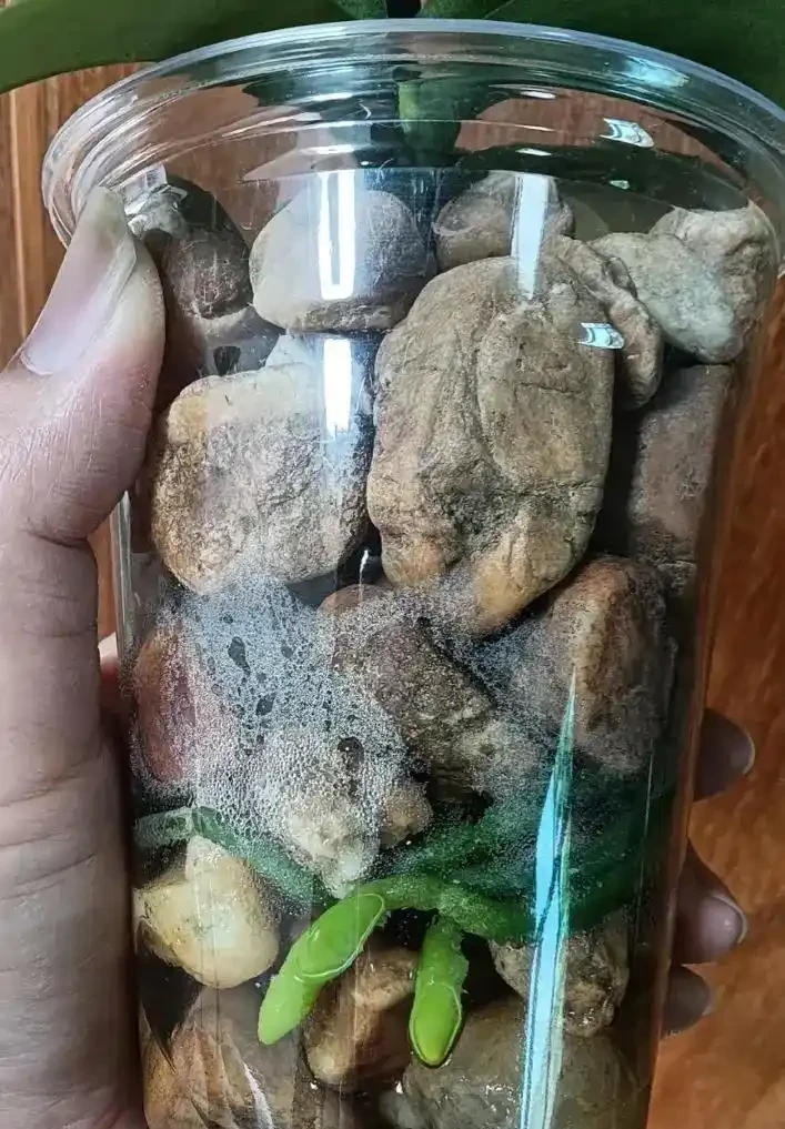 蝴蝶蘭窮養滿盆訣竅:石頭+半水耕,7天服介質,半個月長出白玉根!