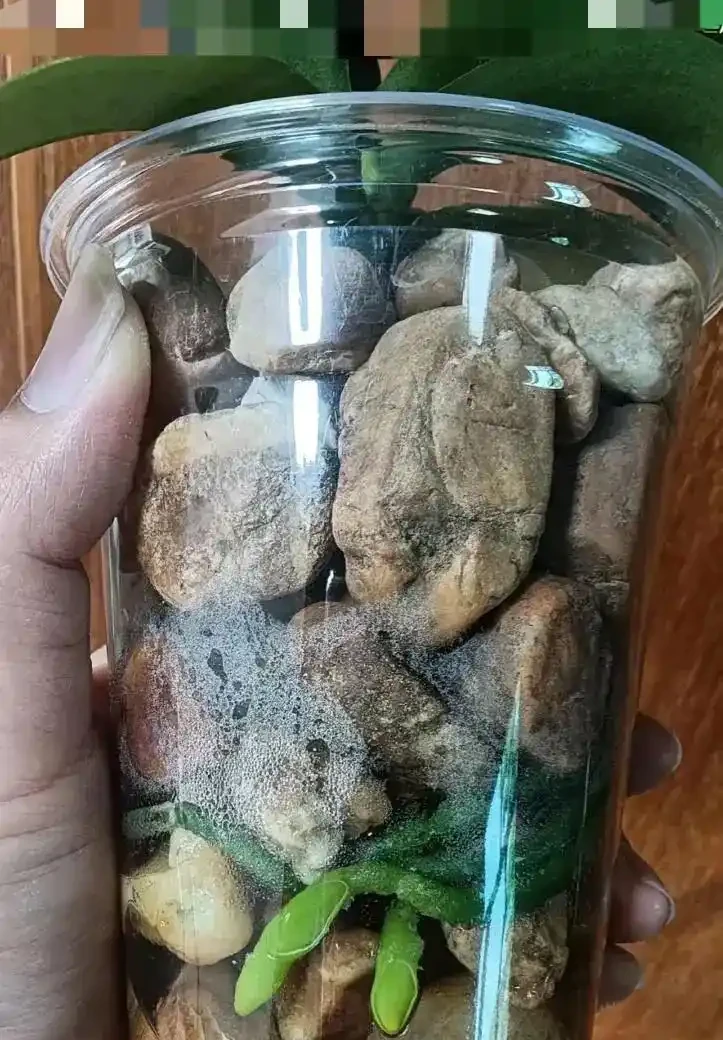 蝴蝶蘭窮養滿盆訣竅:石頭+半水耕,7天服介質,半個月長出白玉根!