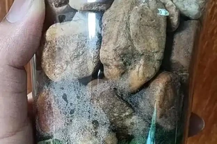 蝴蝶蘭窮養滿盆訣竅：石頭+半水耕，7天服介質，半個月長出白玉根！