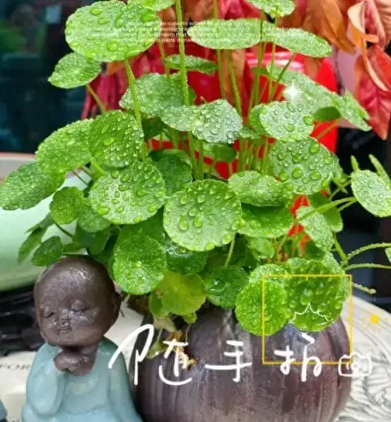 銅錢草滿盆秘籍大公開!四川這家竟用旺仔瓶養,滿室笑臉超治癒