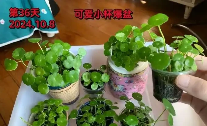 銅錢草滿盆秘籍大公開!四川這家竟用旺仔瓶養,滿室笑臉超治癒