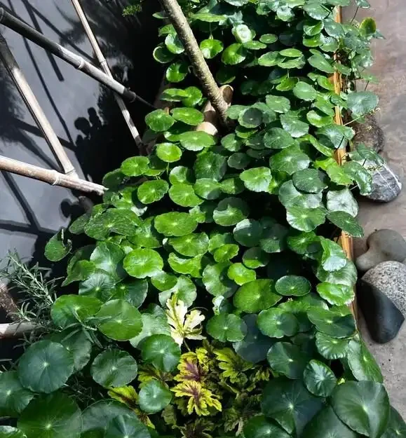 銅錢草滿盆秘籍大公開!四川這家竟用旺仔瓶養,滿室笑臉超治癒