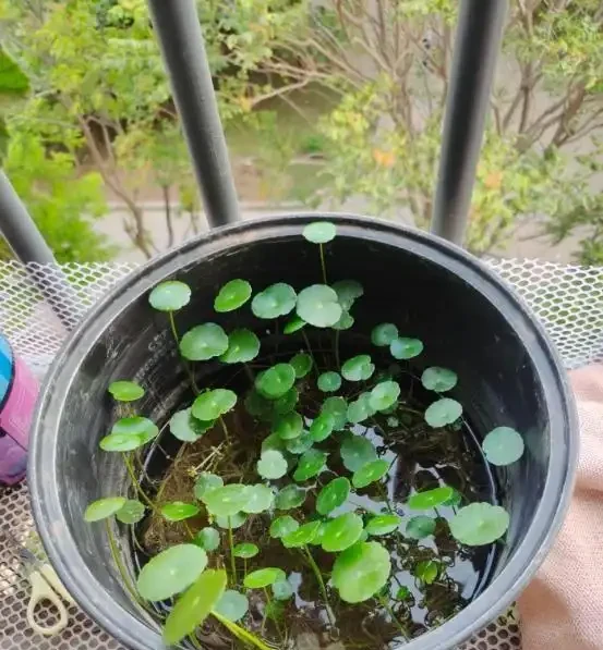 銅錢草滿盆秘籍大公開!四川這家竟用旺仔瓶養,滿室笑臉超治癒
