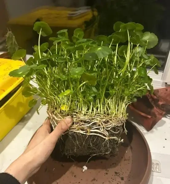 銅錢草滿盆秘籍大公開!四川這家竟用旺仔瓶養,滿室笑臉超治癒