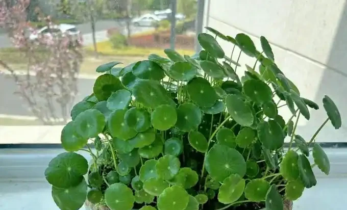 銅錢草滿盆秘籍大公開!四川這家竟用旺仔瓶養,滿室笑臉超治癒