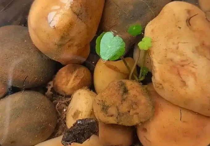 銅錢草滿盆秘籍大公開!四川這家竟用旺仔瓶養,滿室笑臉超治癒
