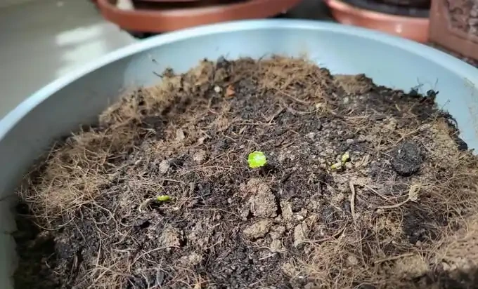 銅錢草滿盆秘籍大公開!四川這家竟用旺仔瓶養,滿室笑臉超治癒