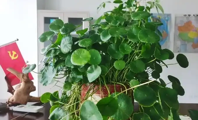 銅錢草滿盆秘籍大公開!四川這家竟用旺仔瓶養,滿室笑臉超治癒