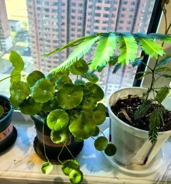 銅錢草滿盆秘籍大公開!四川這家竟用旺仔瓶養,滿室笑臉超治癒