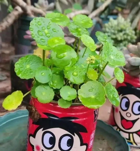 銅錢草滿盆秘籍大公開!四川這家竟用旺仔瓶養,滿室笑臉超治癒