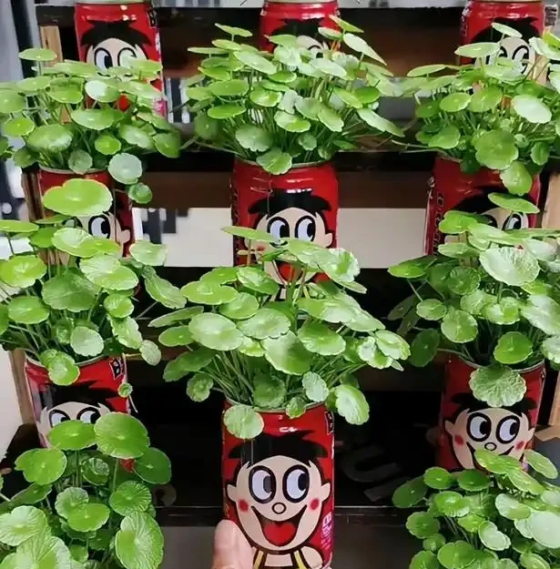 銅錢草滿盆秘籍大公開!四川這家竟用旺仔瓶養,滿室笑臉超治癒