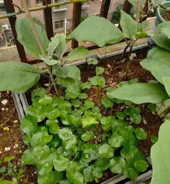銅錢草滿盆秘籍大公開!四川這家竟用旺仔瓶養,滿室笑臉超治癒