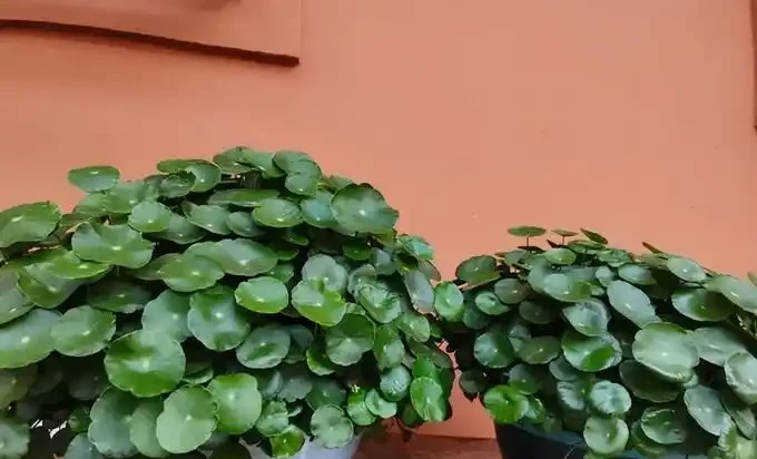 銅錢草滿盆秘籍大公開!四川這家竟用旺仔瓶養,滿室笑臉超治癒