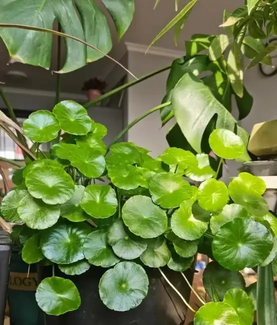 銅錢草滿盆秘籍大公開!四川這家竟用旺仔瓶養,滿室笑臉超治癒