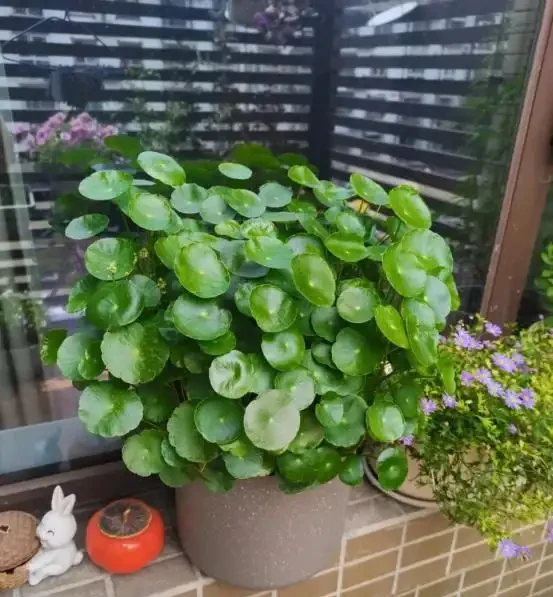銅錢草滿盆秘籍大公開!四川這家竟用旺仔瓶養,滿室笑臉超治癒
