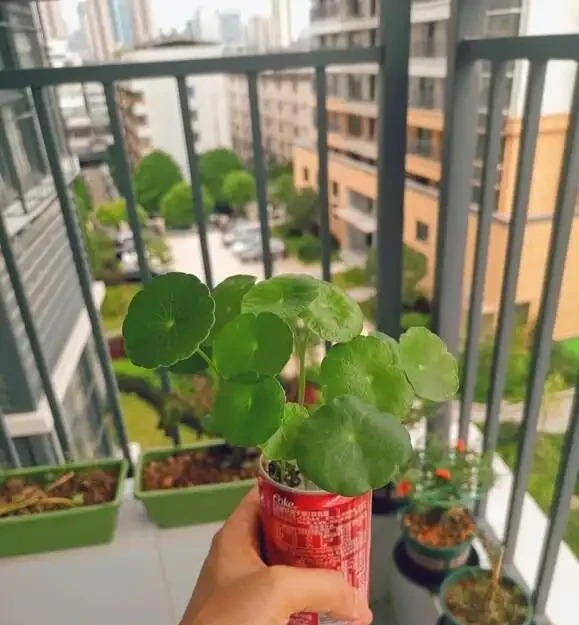 銅錢草滿盆秘籍大公開!四川這家竟用旺仔瓶養,滿室笑臉超治癒
