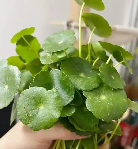 銅錢草滿盆秘籍大公開!四川這家竟用旺仔瓶養,滿室笑臉超治癒