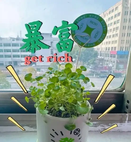 銅錢草滿盆秘籍大公開!四川這家竟用旺仔瓶養,滿室笑臉超治癒