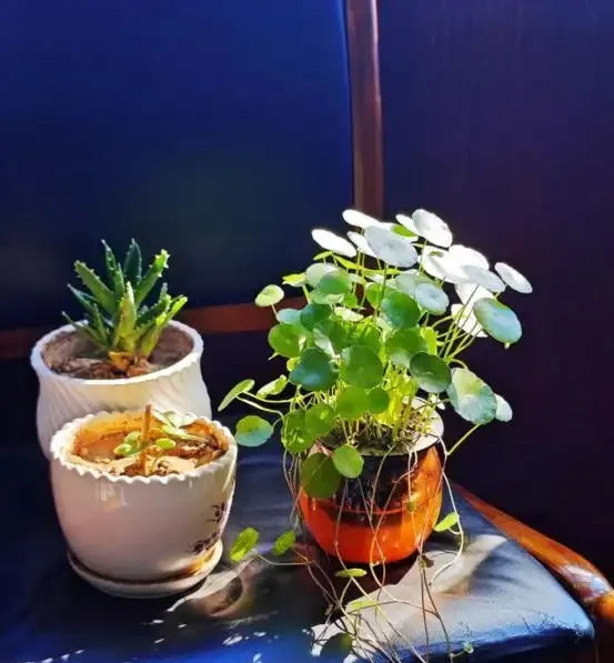 銅錢草滿盆秘籍大公開!四川這家竟用旺仔瓶養,滿室笑臉超治癒