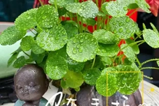 銅錢草滿盆秘籍大公開！四川這家竟用旺仔瓶養，滿室笑臉超治癒
