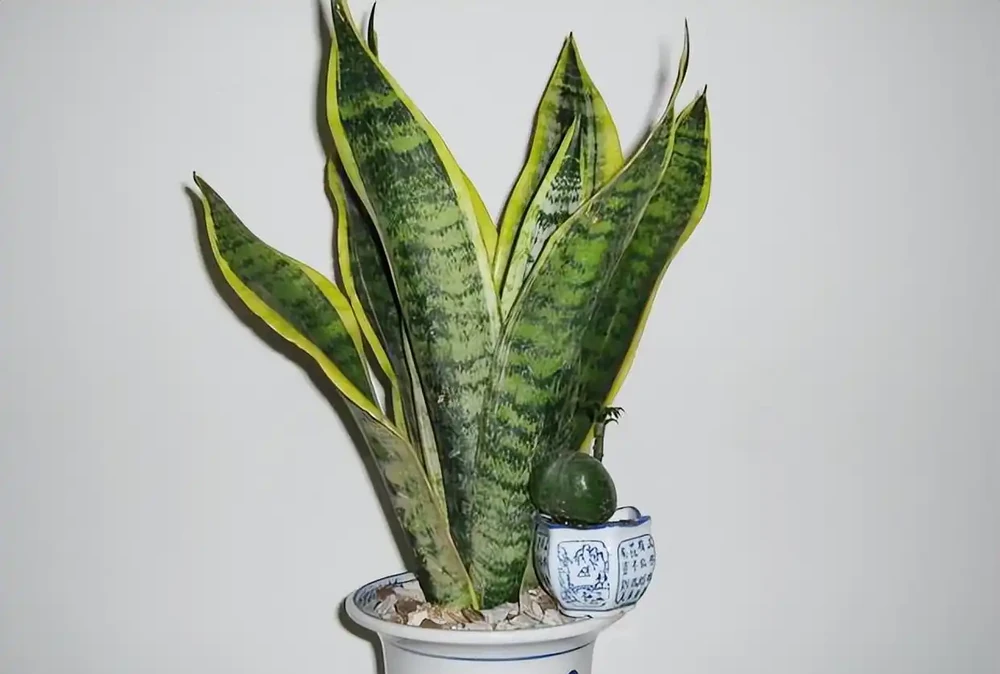 四季開花盆栽Top10!全年有花看,不用費心打理,太香了