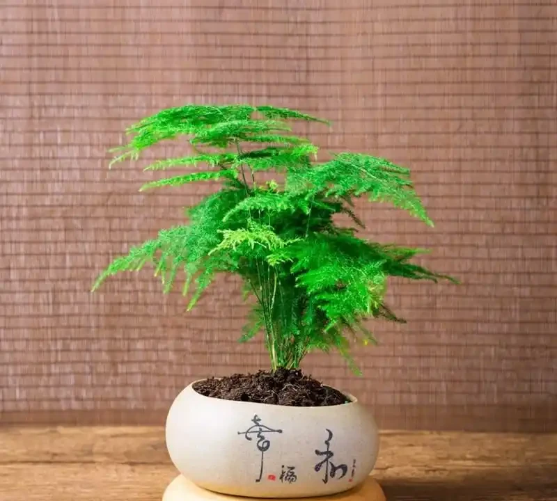 四季開花盆栽Top10!全年有花看,不用費心打理,太香了