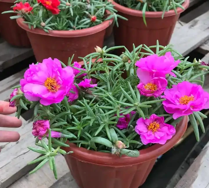 四季開花盆栽Top10!全年有花看,不用費心打理,太香了