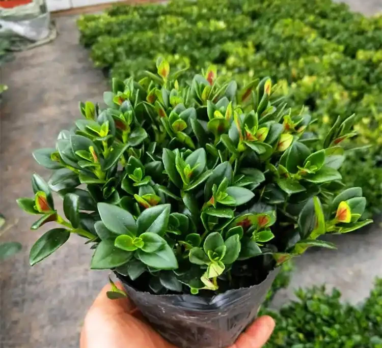 四季開花盆栽Top10!全年有花看,不用費心打理,太香了
