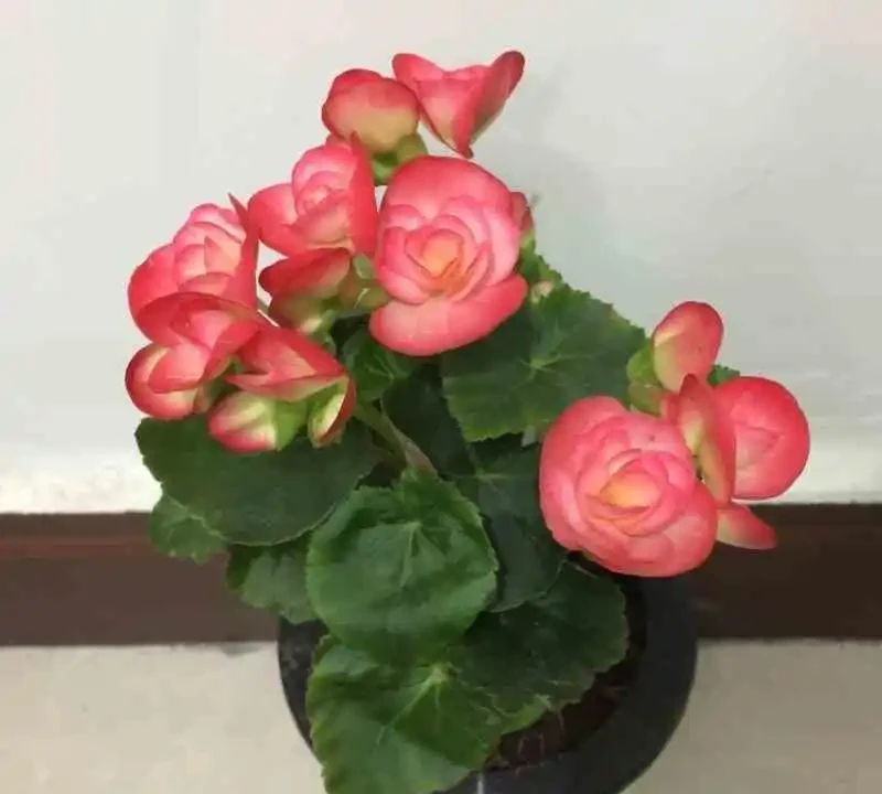 四季開花盆栽Top10!全年有花看,不用費心打理,太香了