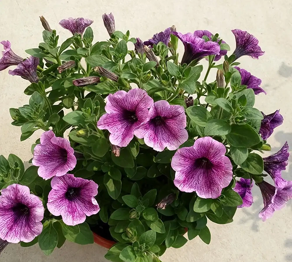 四季開花盆栽Top10!全年有花看,不用費心打理,太香了