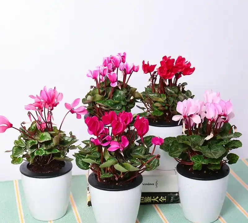 四季開花盆栽Top10!全年有花看,不用費心打理,太香了
