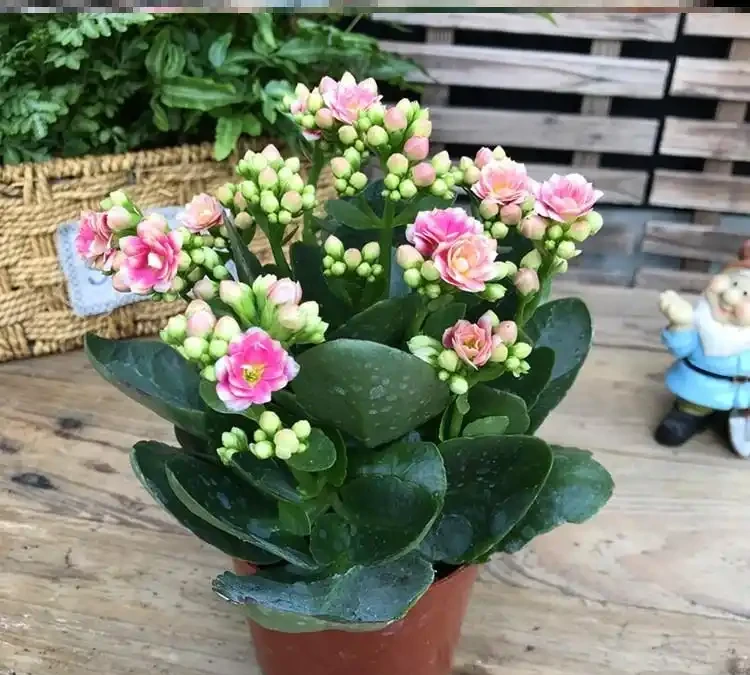 四季開花盆栽Top10!全年有花看,不用費心打理,太香了