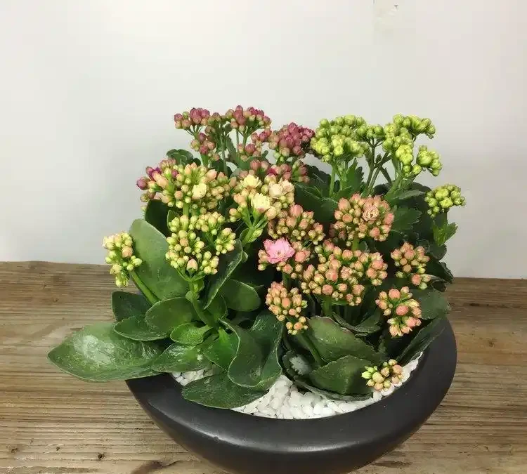 四季開花盆栽Top10!全年有花看,不用費心打理,太香了