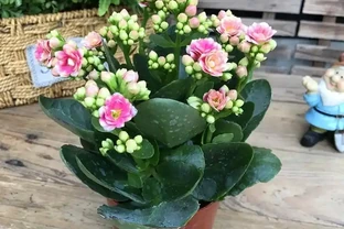 四季開花盆栽Top10！全年有花看，不用費心打理，太香了