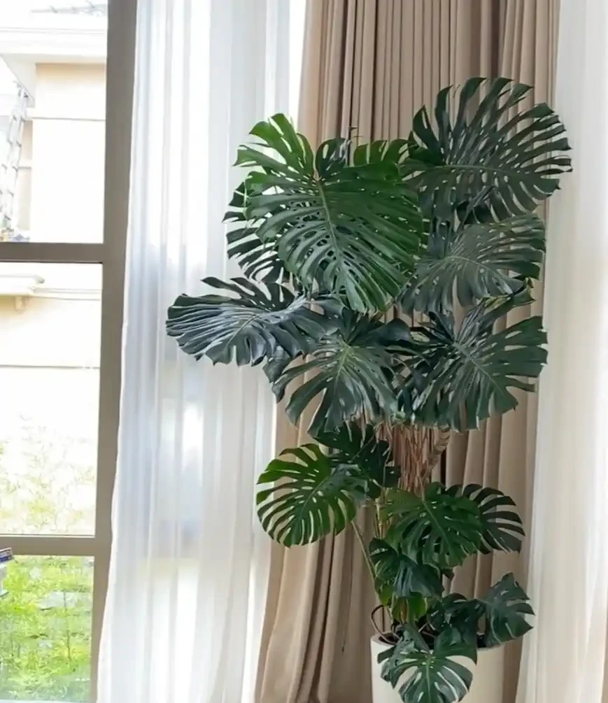 龜背芋怎麼養?小蕾教你4招,養出滿盆效果