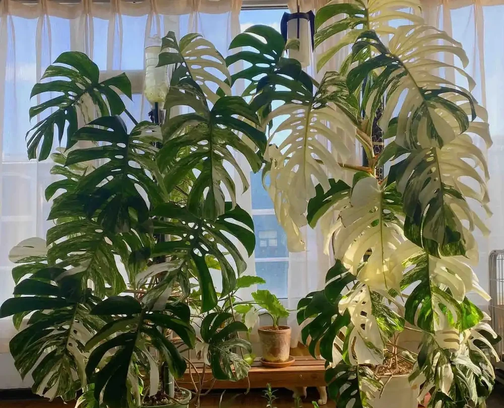 龜背芋怎麼養?小蕾教你4招,養出滿盆效果