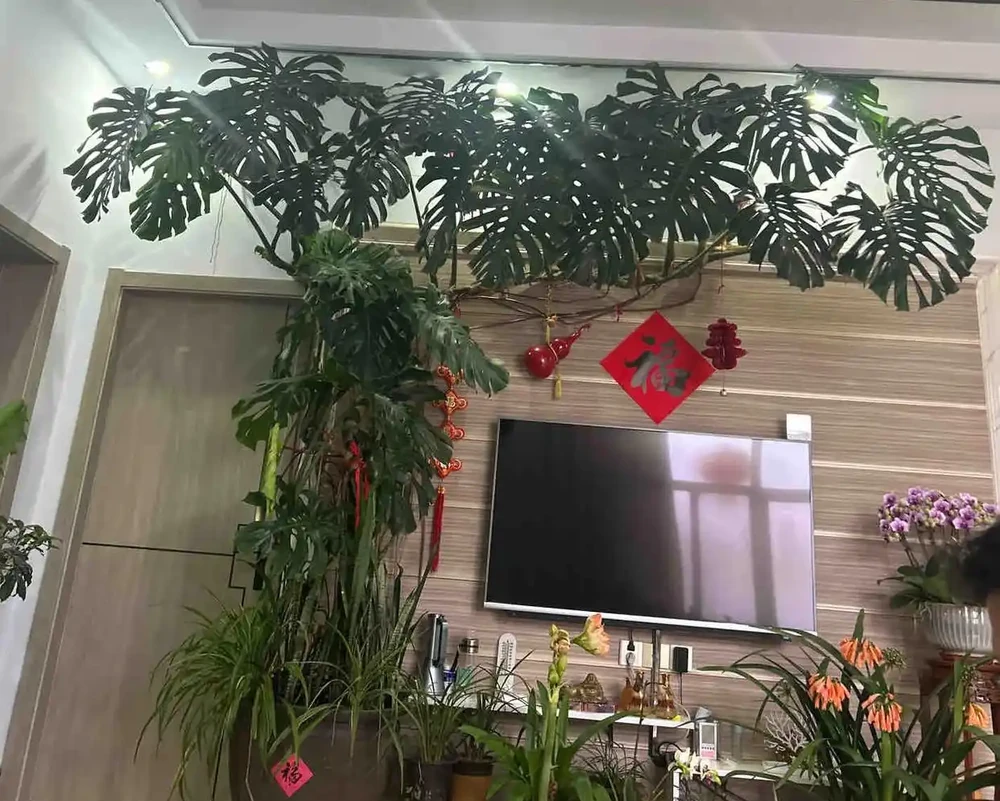 龜背芋怎麼養?小蕾教你4招,養出滿盆效果
