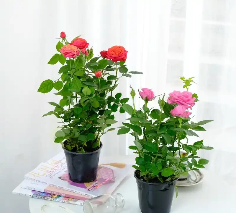 四季開花盆栽TOP10!全年有花看,不用費心打理,這波太香了