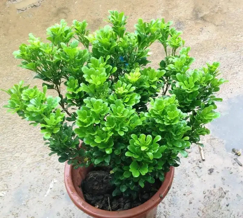 四季開花盆栽TOP10!全年有花看,不用費心打理,這波太香了