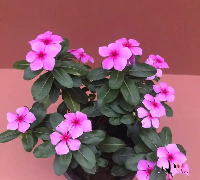 四季開花盆栽TOP10!全年有花看,不用費心打理,這波太香了