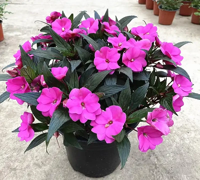 四季開花盆栽TOP10!全年有花看,不用費心打理,這波太香了