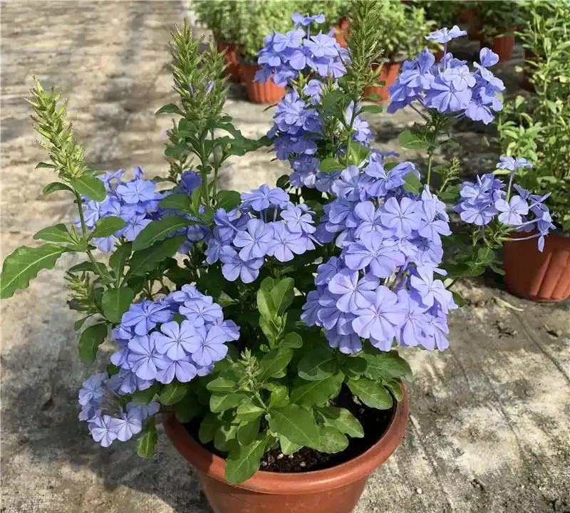 四季開花盆栽TOP10!全年有花看,不用費心打理,這波太香了