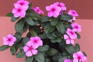 四季開花盆栽TOP10！全年有花看，不用費心打理，這波太香了