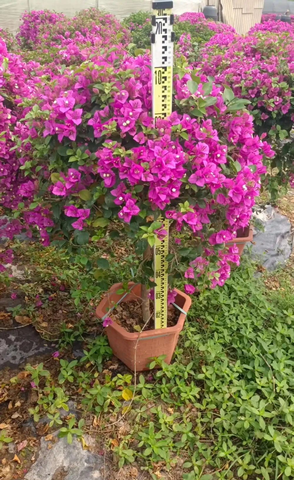 苞片多彩花姿繁盛，喜光耐旱易造型三角